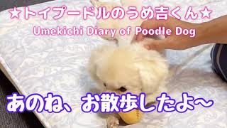 あのね、お散歩したよ〜 ★トイプードルのうめ吉くん（360日目)★| Umekichi Diary of Poodle Dog