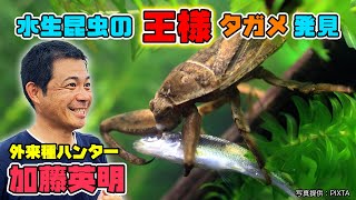 21.水生昆虫の王様タガメを加藤英明が田んぼで探した結果がスゴかった