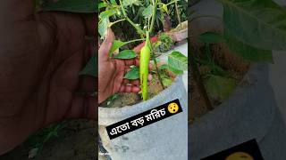 মাশাল্লাহ আমার ছাদ বাগানে অনেক বড় মরিচ হয়েছে #gardenflowers #ছাদবাগান #shortvideo