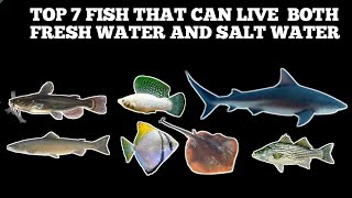 TOP 7 FISH THAT CAN LIVE BOTH FRESH WATER AND SALT WATER