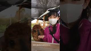 🦙アルパカのハリーくん🦙アルパカパカ愛知県日進市🦙ハリラバ🦙ラバンくん🦙alpaca🦙ベリーダンス🦙Bellydance🦙豊田市🦙ベリーダンス教室サルワベリーダンススクール🦙