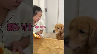 みかんは無いと言っても愛犬から全く信じてもらえない娘【ゴールデンレトリバーとミニチュアダックス】#shorts #箱入りクッキーはゴールデンレトリバー #goldenretriever