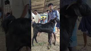 எட்டயபுரம் சந்தையில் சுத்த கருப்பு கிடா #Native breeds நாட்டு கிடா 💖 #shortvideo