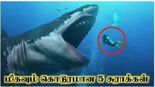 உலகில் வாழும் மிகவும் கொடூரமான 5 சுறா | Most Dangerous 5 Shark | Tamil Info Talkies | White Shark