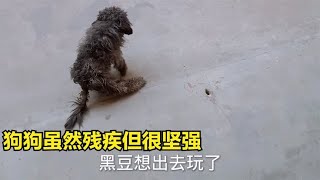 救助的双腿残疾流浪狗想出去玩了，拖着残疾腿奔向车，坚强的狗狗