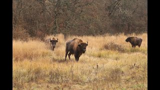 Bölények alakítottak ki új táplálkozóterületet baglyoknak az Őrségi Nemzeti Parkban