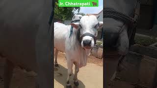 Ongole Bulls videos #Ongole 🐂 Bulls 🐂#VPS Ongole Bulls videos