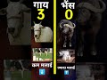 cow vs buffalo shorts viralvideo shortvideo trendingvideo youtubeshorts ytshorts facts ft