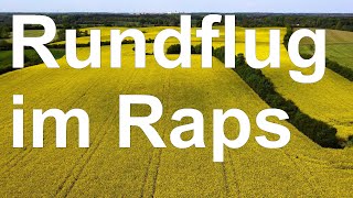 Rundflug Raps Mielkendorf, Molfsee, Kiel - wie lange blüht der Raps noch?