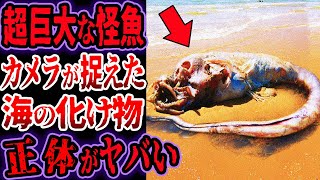 海岸に漂着した超巨大な怪魚…海で捕獲されたあまりに巨大すぎる化け物たちがヤバい【ゆっくり解説】【UMA・未確認生物】