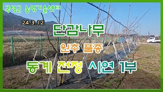 곡성군농업기술센터 단감(원추 품종) 동계 전정 시연 1부(24.03.12.)