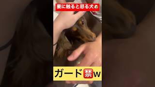 【愛犬】妻に触ると怒る犬😂short😂続きは動画で🔥#愛犬#怒る#ｗ#おもしろ #可愛い #癒し #やきもち#dog＃触るな#ダックス#ダックスフント#番犬＃ｗ