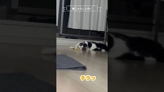 猫じゃらしの遊び方が独特な「めぐ」 #猫のいる暮らし #猫 #下半身麻痺猫 #かわいい猫 #かわいい#野良猫保護