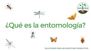 ¿Sabes qué es la Entomología?