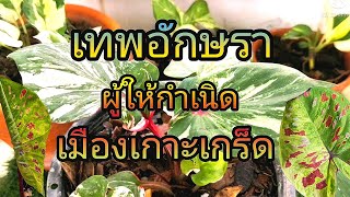 แนะนำบอนสี​ เทพอักษรา​ แม่ของบอนเทพหลายชนิด​