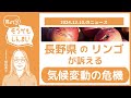 長野県のリンゴが訴える気候変動の危機〈そうかもしんまい 27〉