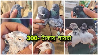 300 টাকায় হাই ফ্লাইং গিরিবাজ পায়রা🔥বনগাঁও মেদে হাটের ওড়া পায়রা 600 টাকা😲 ডিম বাচ্চা গ্যারান্টি 😍