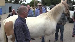 Farrier Quick Takes (Mike Wildenstein): Proper Evaluation, Trimming And Shoeing Mature Horses