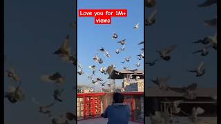 How to trap pigeon | Birds | let see the trick | #shorts  #pigeon #viral