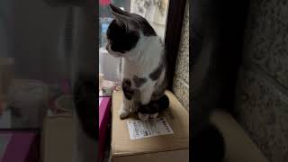 2024-01-03 周三 #猫咪日常 #猫咪 小区流浪猫霸占了我的快递📦小区的招财猫好可爱 踩着我的快递不还给我了#猫咪的迷惑行为 #猫咪vlog