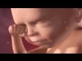 Inside Pregnancy: Weeks 21-27 | BabyCenter Inside Pregnancy: Weeks 21-27 | BabyCenter