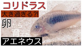 【コリドラス】卵から育てたアエネウスが大き過ぎる・・