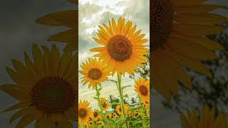 Sunflower Picture Short Video Status 🌻🌻🌻🌻🌻#shorts #flower #sunflower #trending