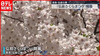 【見ごろ迎える】弘前さくらまつり開幕　外堀では“ピンクのじゅうたん”花いかだも