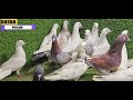 dasna pigeon shop pr aao dosto or 1000 logo ki trha aap bhi ustad banjao 28 12 24