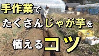 【自然農】　2022年3月7日　食糧確保！自給用にたくさんジャガイモを植えるときのコツ【natural farming】