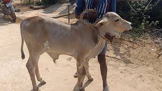 Ongole male calf