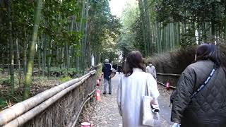 京都嵯峨野　初冬の「野々宮神社」の風景