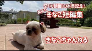 動画10本記念！誰得？！きなこ短編集【有料老人ホームグランドホームカペナウム】