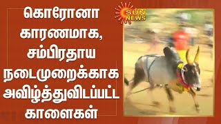 கொரோனா காரணமாக, சம்பிரதாய நடைமுறைக்காக அவிழ்த்துவிடப்பட்ட காளைகள் | Vivalimalai Jallikattu