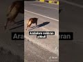 arabalara saldıran pitbull