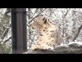 11.02 多摩動物公園 ユキヒョウ マユ と シンギズ の ペアリング