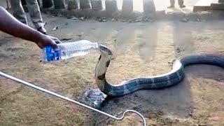 King cobra, dying of thirst, crawled to people asking for help