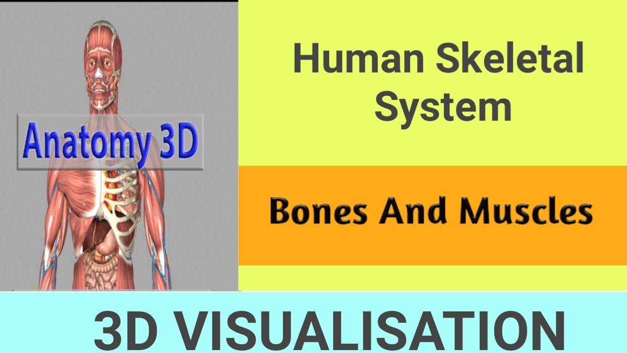 Human Skeleton 3d Animation Youtube