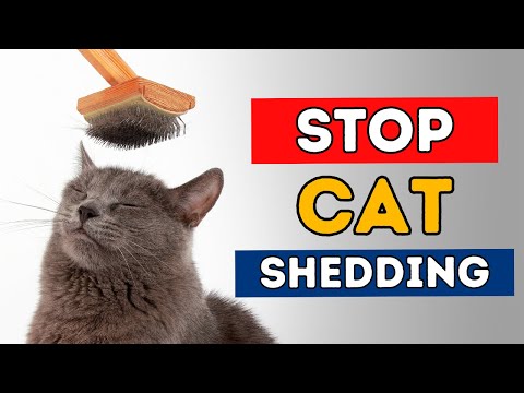 7 Steps To Stop Cat Shedding 7 Steps To Stop Cat Shedding