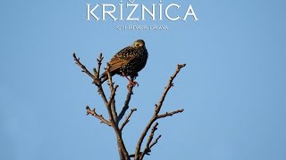 Križnica 2016