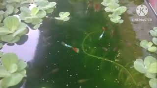 ដាក់ចំណីត្រីពេលព្រឹក | Feeding fish in the morning