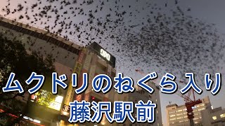 ムクドリのねぐら入り－江ノ電 藤沢駅前のケヤキ街路