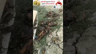 இனி நண்டு மூலம் நெல் விளைச்சல் அதிகரிக்கலாம்..!! Crab in a Rice Field #shorts  #ricefarming #crap