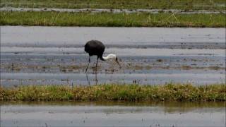 オオルリ・クロツグミの囀りと田んぼの鳥