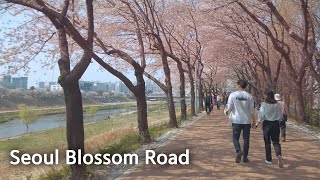 4K Seoul the Cherry Blossom Tunnel in Anyangcheon Walking Tour Korea