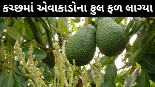 કચ્છના ભુજ તાલુકામાં એવાકા‌ડોના ફળ અને ફૂલ આવ્યા  ગરમ વાતાવરણમાં  #avacadokutch Mo.9825747666