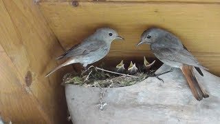 Hausrotschwanz Paar füttert Junge im Nest. Eifel / Dohr