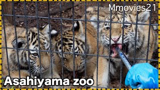 【3頭の仔虎】やられたらヤバい！仔虎の手が檻から出る Amur Tiger cubs