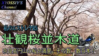 【エストレヤRS】奈良の桜だより　高円山周辺の壮観桜並木道ショートレポ