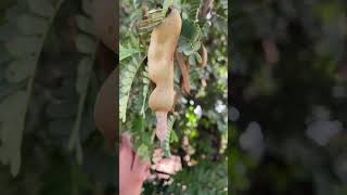 Raw Green Tamarind #shorts